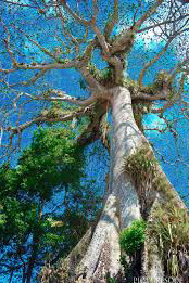 The witch tree