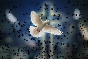 Dove as a symbol of the holy spirit according to christainity
